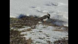 Pempė  Northern Lapwing  Vanellus vanellus [upl. by Analim]