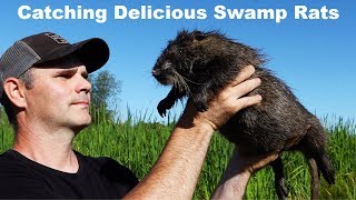 Nutria  Catching Delicious Swamp Rats Mousetrap Monday [upl. by Inigo]