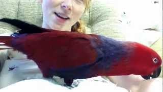 Talkative Eclectus [upl. by Fidole678]