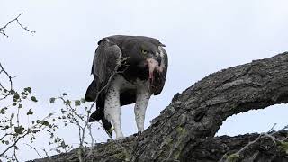 Martial Eagle with prey [upl. by Peursem]