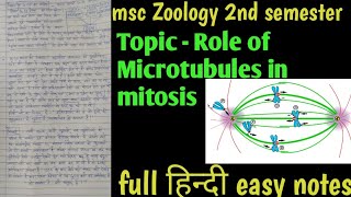 Role of microtubules in mitosis msc zoology second semester  full hindi easy notes [upl. by Adgam124]