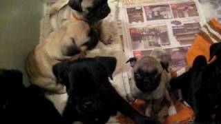 Pug Puppies in pen crying and wimpering [upl. by Nyved]