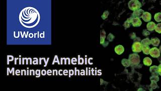 Primary Amoebis Meningoencephalitis amp Naegleria FowleriNaegleriasis  AmoebaAmeba USMLE Step 1 [upl. by Enyedy349]