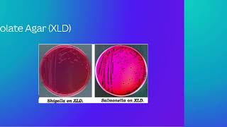 Types of Growth Media in Microbiology [upl. by Sugna185]