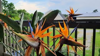 How I Get My Bird of Paradise to Bloom  Ricks Garden Diary [upl. by Zachar]