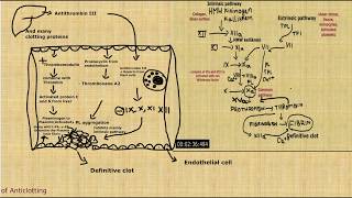 Anticlotting mechanism physiology of Anticlotting [upl. by Onibas458]