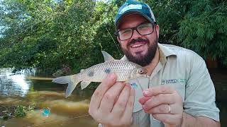 TABLADO DE PESCA PIAPARA PIAU E PEIXE FRITO [upl. by Arbas]