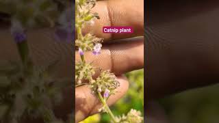 Catnip Plant।Catmint।Nepeta cataria। [upl. by Rosemari536]