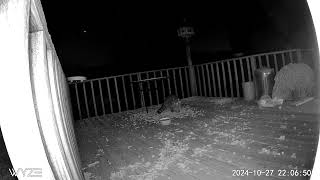 Chunky monkey raccoon eating peanuts in front of the Wyze Cam [upl. by Arrol]