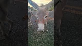 Traveling to Oatman Arizona on Route 66 to Visit the Friendly Burros [upl. by Nomelif]