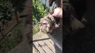 Petting my cat  day 12  i miscounted lol [upl. by Aziza]