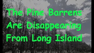 The Long Island Pine Barrens Are Dying Quickly Due To Beetle Infestations [upl. by Eened]