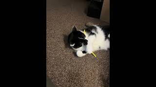 Why does my cat love straws [upl. by Krigsman]