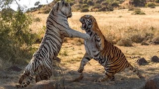 Tiger Vs Tiger Fight To Death  Tiger Attacks Tiger [upl. by Ailel]