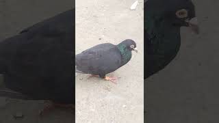 Unique Kabootar madrasi kabootarandakaisedetehain pigeon hindichildrenssongs punjabi [upl. by Asilet]