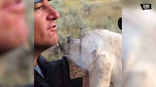 2024 Doggin trailer  Hunting coyotes  Montana  Decoy dogs [upl. by Landri]