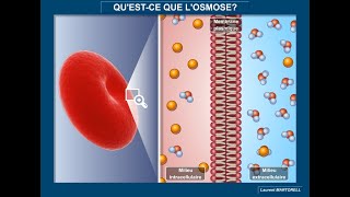 Tout savoir et comprendre sur losmose [upl. by Kevin791]