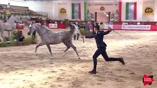 Italian Nationals 2019  Junior Fillies Championship [upl. by Nicol944]