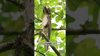 Common Potoo  The Bird From A Horror Movie [upl. by Nnyre]