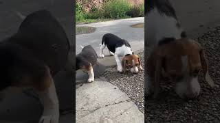 Beagle Puppies in Action Watch Their Playful Antics [upl. by Atirehgram]