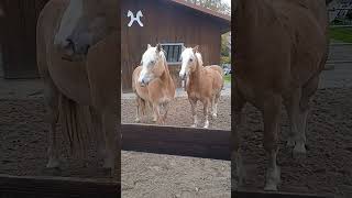 2 Haflinger🥰😍gehören nicht mir❤️ [upl. by Tomasine]