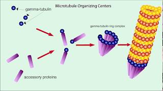 Microtubules Structure and Function [upl. by Fredi]