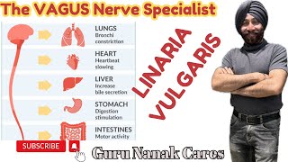 LINARIA VULGARIS  The Vagus Specialist Special Remedy for Lungs Liver Heart Stomach Intestines [upl. by Drice]