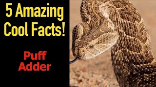 5 Fascinating Facts About Puff Adders [upl. by Dilahk]