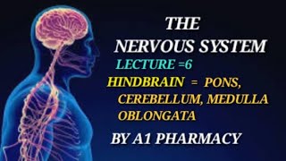 HINDBRAIN  PONS MEDULLA OBLONGATACEREBELLUM [upl. by Harsho]