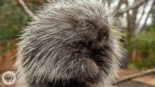 Porcupines Give You 30000 Reasons to Back Off  Deep Look [upl. by Johnathon]