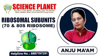 Ribosomal Subunits 70 amp 80s Ribosome by Anju Mam of Science Planet [upl. by Anaitsirk]