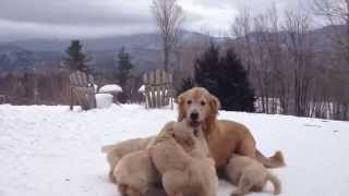 Butternut Goldens  Mother Playing With Her Pups [upl. by Bree]