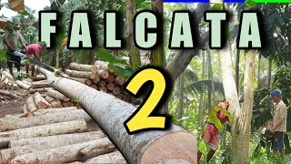 Private Forest  Harvesting Falcata Part 2 [upl. by Cheslie]