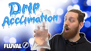 HOW TO Drip Acclimation for New Aquarium Fish [upl. by Rhody954]