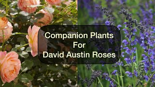 Companion Plants for David Austin Roses [upl. by Germayne]