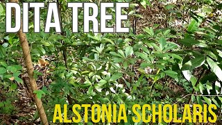 Dita Tree Alstonia scholaris Philippine Native Trees [upl. by Tristis]