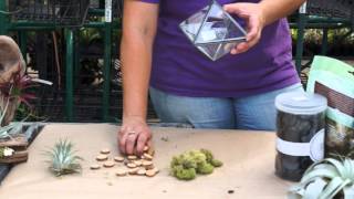 How to Make Tillandsia Air Plant Containers amp Terrariums [upl. by Notsur]