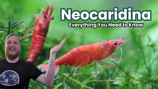 Neocaridina Shrimp  Everything You Need to Know [upl. by Fernald]