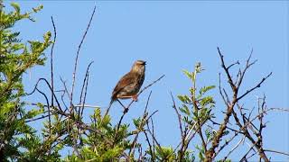 Karoo Prinia calling [upl. by Ibbie]