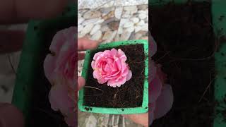 One more new tip for growing roses [upl. by Gorlin]