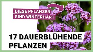 17 dauerblühende Pflanzen die winterhart sind [upl. by Rellek]