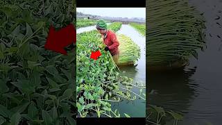 चीन में जंगली पालक को कैसे उगाते हैं shorts china farming [upl. by Yeldoow]