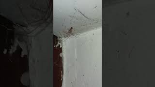 found a cellar spider spider [upl. by Shanan662]