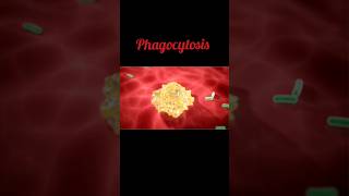 Phagocytosis immunology biology microbiology medical science [upl. by Eeralih]