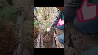 Mechanical planting of pine seedlings [upl. by Artur]