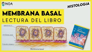 Histología membrana basal  Lectura del libro Geneser [upl. by Felizio]