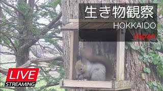 【LIVE】北海道の生き物観察（札幌郊外の餌場） [upl. by Yrral]