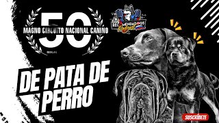 De Pata de Perro Un recorrido por el 50 Magno Circuíto Nacional Canino [upl. by Leiand]