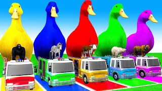 5 Giant Duck CartoonCowHorseTigerBearGorilla Paint Wild Animals Crossing Fountain Animation [upl. by Atnim]