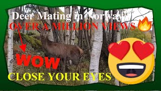 Deer mating at local deer farm in Norway viral viralvideo deer deermating animals [upl. by Creigh]